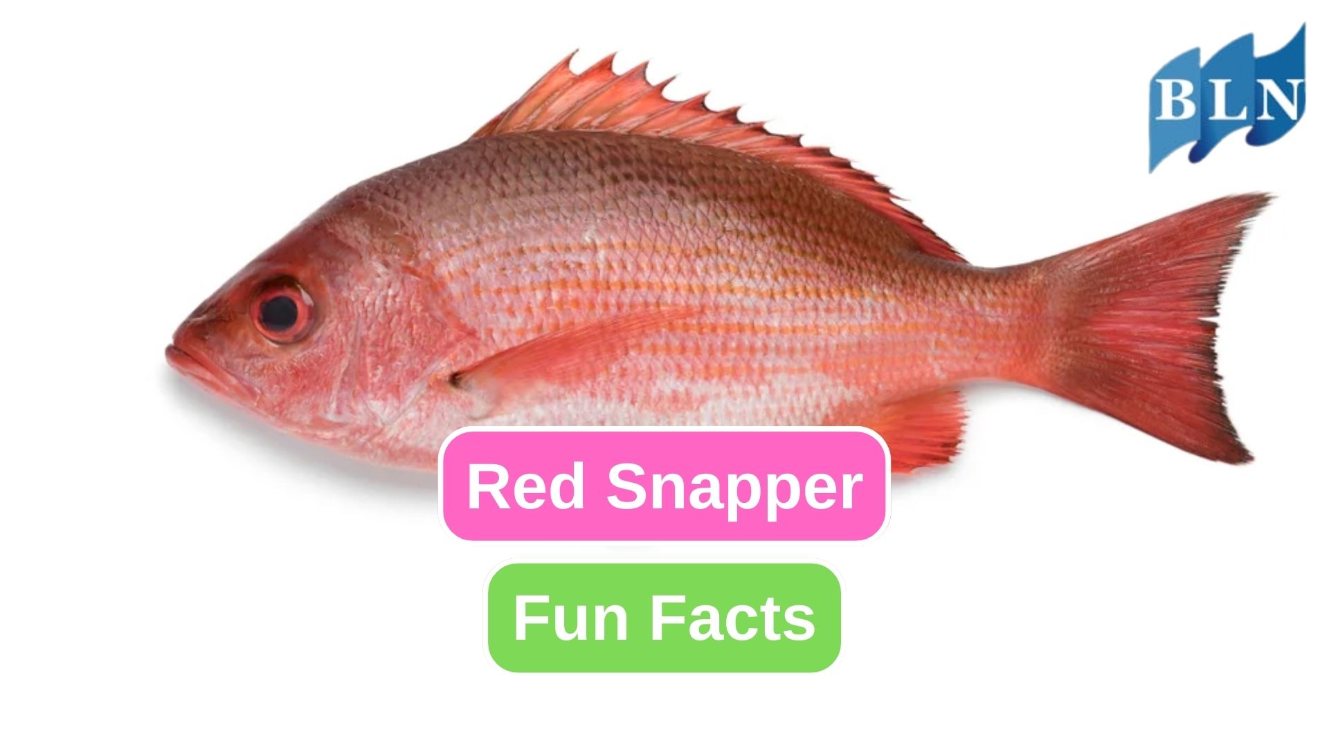 10 Impressive Facts about Red Snapper